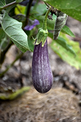 Fairy Tale Eggplant (Solanum melongena 'Fairy Tale') at English Gardens