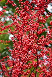 Winter Red Winterberry (Ilex verticillata 'Winter Red') at English Gardens