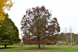 White Oak (Quercus alba) at English Gardens