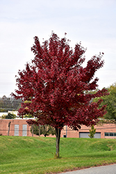 Brandywine Red Maple (Acer rubrum 'Brandywine') at English Gardens