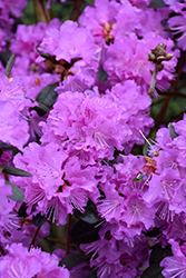 P.J.M. Regal Rhododendron (Rhododendron 'P.J.M. Regal') at English Gardens