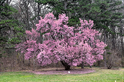 Okame Flowering Cherry (Prunus 'Okame') at English Gardens