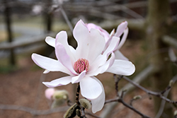 Star Magnolia (Magnolia stellata) at English Gardens