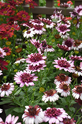 4D Berry White African Daisy (Osteospermum 'KLEOE15257') at English Gardens