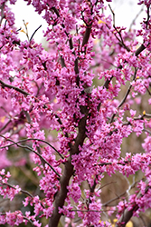 The Rising Sun Redbud (Cercis canadensis 'The Rising Sun') at English Gardens