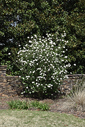 Burkwood Viburnum (Viburnum x burkwoodii) at English Gardens