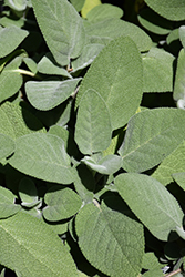 Common Sage (Salvia officinalis) at English Gardens