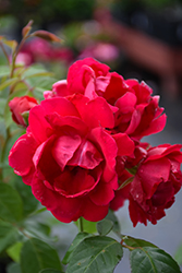 Blaze Rose (Rosa 'Blaze') at English Gardens