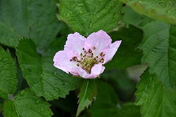 Arapaho Blackberry (Rubus 'Arapaho') at English Gardens