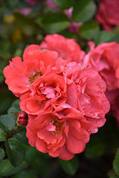 Coral Drift Rose (Rosa 'Meidrifora') at English Gardens