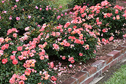 Peach Drift Rose (Rosa 'Meiggili') at English Gardens
