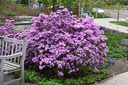 P.J.M. Rhododendron (Rhododendron 'P.J.M.') at English Gardens