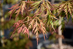 Ice Dragon Maple (Acer 'IsliD') at English Gardens