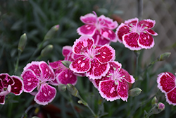 Fire And Ice Pinks (Dianthus 'Fire And Ice') at English Gardens