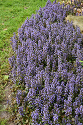 Caitlin's Giant Bugleweed (Ajuga reptans 'Caitlin's Giant') at English Gardens