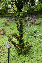 Chirimen Hinoki Falsecypress (Chamaecyparis obtusa 'Chirimen') at English Gardens