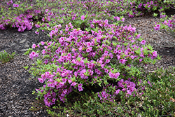 Herbert Azalea (Rhododendron 'Herbert') at English Gardens