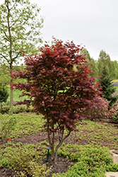 Emperor I Japanese Maple (Acer palmatum 'Wolff') at English Gardens
