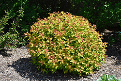 Double Play Candy Corn Spirea (Spiraea japonica 'NCSX1') at English Gardens