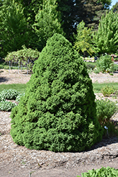 Dwarf Alberta Spruce (Picea glauca 'Conica') at English Gardens