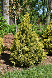 Soft Serve Gold Falsecypress (Chamaecyparis pisifera 'FARROWCGMS') at English Gardens