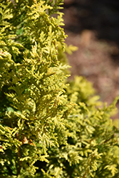 Soft Serve Gold Falsecypress (Chamaecyparis pisifera 'FARROWCGMS') at English Gardens