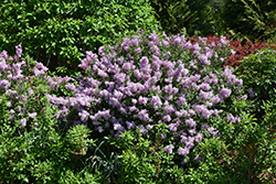 Bloomerang Dwarf Purple Lilac (Syringa 'SMNJRPU') at English Gardens