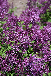 Bloomerang Dark Purple Lilac (Syringa 'SMSJBP7') at English Gardens