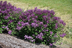 Bloomerang Dark Purple Lilac (Syringa 'SMSJBP7') at English Gardens