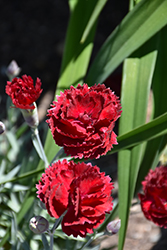Pretty Poppers Electric Red Pinks (Dianthus 'Electric Red') at English Gardens