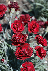 Pretty Poppers Electric Red Pinks (Dianthus 'Electric Red') at English Gardens