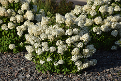Bobo Hydrangea (Hydrangea paniculata 'ILVOBO') at English Gardens
