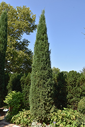 Taylor Redcedar (Juniperus virginiana 'Taylor') at English Gardens