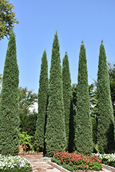 Taylor Redcedar (Juniperus virginiana 'Taylor') at English Gardens