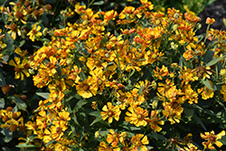 Salud Golden Sneezeweed (Helenium autumnale 'Balsaluglo') at English Gardens