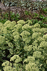 Frosted Fire Stonecrop (Sedum 'Frosted Fire') at English Gardens