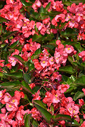 Whopper Rose Green Leaf Begonia (Begonia 'Whopper Rose Green Leaf') at English Gardens