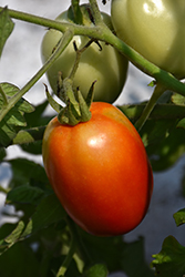 Roma Tomato (Solanum lycopersicum 'Roma') at English Gardens