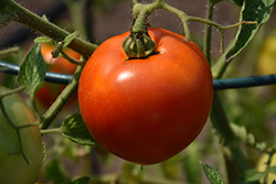 Better Boy Tomato (Solanum lycopersicum 'Better Boy') at English Gardens