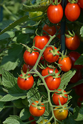 Grape Tomato (Generic) (Solanum lycopersicum 'Grape') at English Gardens