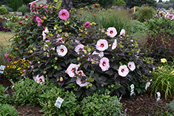 Summerific Perfect Storm Hibiscus (Hibiscus 'Perfect Storm') at English Gardens