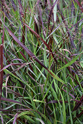 Cheyenne Sky Switch Grass (Panicum virgatum 'Cheyenne Sky') at English Gardens