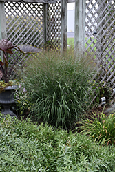 Prairie Winds Apache Rose Switch Grass (Panicum virgatum 'Apache Rose') at English Gardens