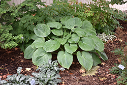 Humpback Whale Hosta (Hosta 'Humpback Whale') at English Gardens