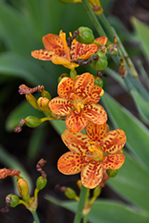 Freckle Face Blackberry Lily (Belamcanda chinensis 'Freckle Face') at English Gardens