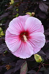 Starry Starry Night Hibiscus (Hibiscus 'Starry Starry Night') at English Gardens