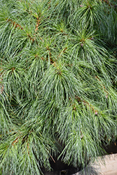 Niagara Falls Eastern White Pine (Pinus strobus 'Niagara Falls') at English Gardens