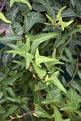 Needlepoint English Ivy (Hedera helix 'Needlepoint') at English Gardens