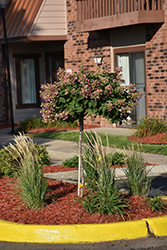 Quick Fire Hydrangea (tree form) (Hydrangea paniculata 'Bulk') at English Gardens