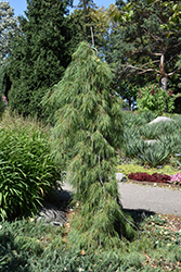 Angel Falls Weeping White Pine (Pinus strobus 'Angel Falls') at English Gardens